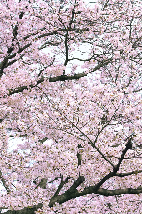 桜が咲く春