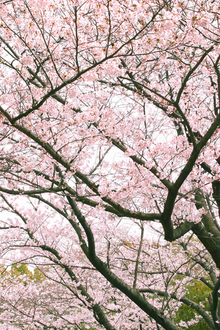 白い空に花を咲かす桜（桜 風景の背景フリー画像）