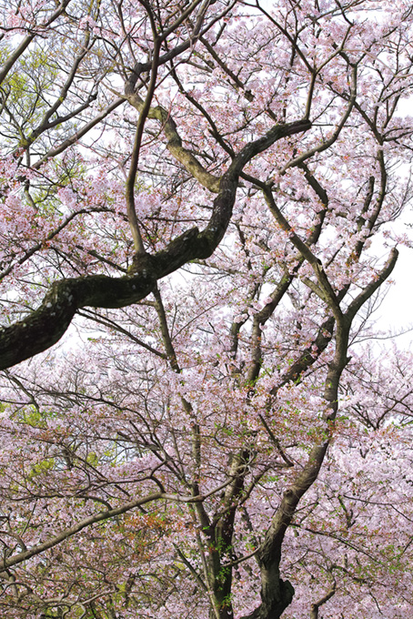 花桜と葉桜の風情ある景観（桜 風景の背景フリー画像）