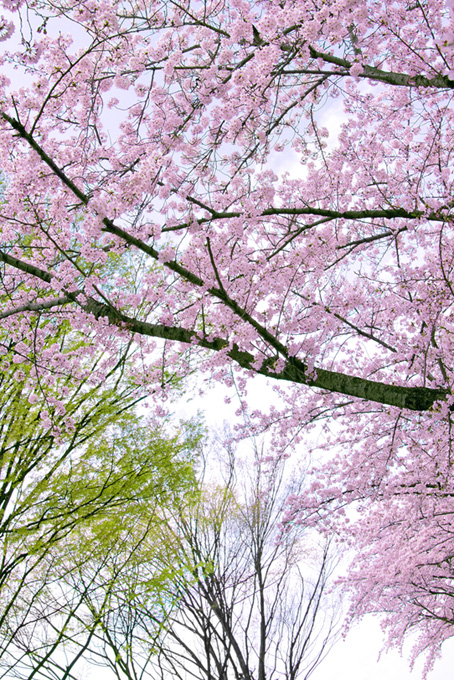 桜が咲く春