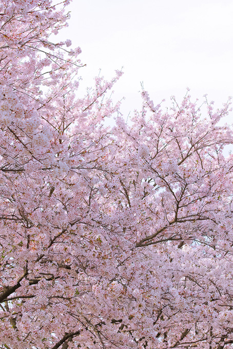 淡い光に包まれる桜（桜 風景の背景フリー画像）