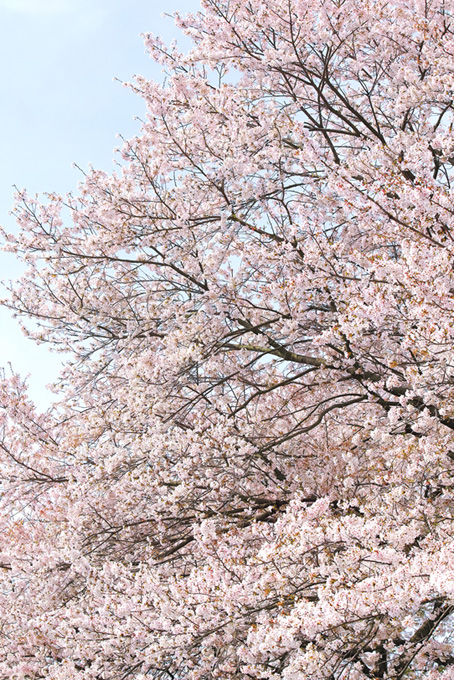 美しい桜と春の霞空（桜 風景の背景フリー画像）