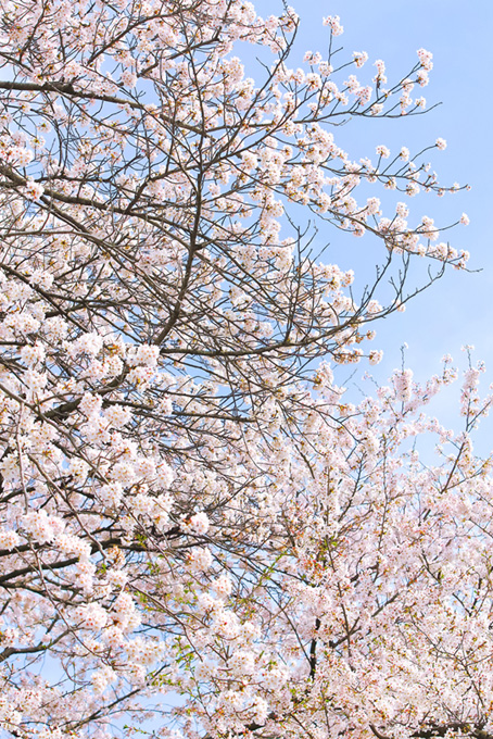 桜の白い花と霞む空（桜 風景の背景フリー画像）