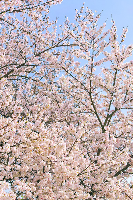 花と蕾の枝が空に伸びる（桜 風景の背景フリー画像）