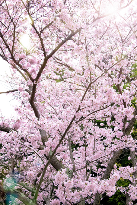 ピンクの桜と木漏れ日（桜 かっこいいの背景フリー画像）