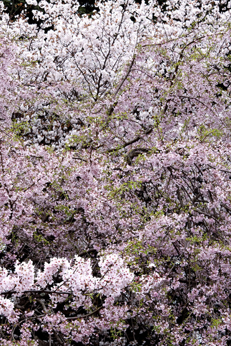散り始めた桜の背景（桜 かっこいいの背景フリー画像）