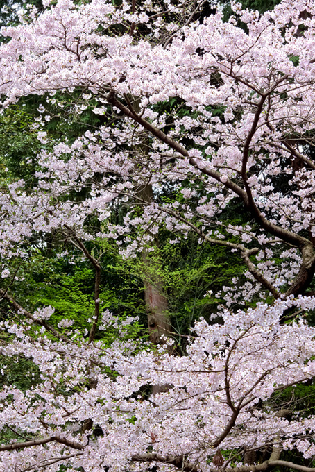 桜が咲く春（桜 和風の背景フリー画像）