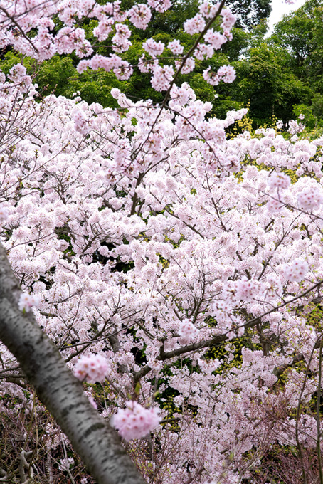 満開の桜の木（桜 かっこいいの背景フリー画像）