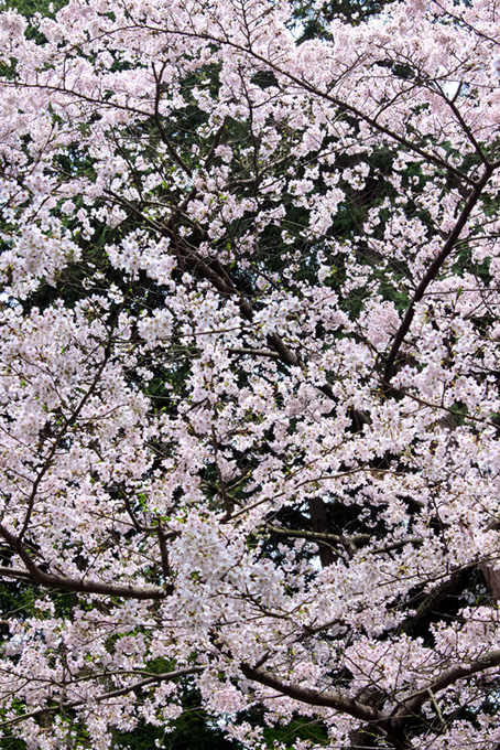 白い桜と黒背景（桜 かっこいいの背景フリー画像）