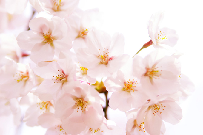 桜の花びらと白背景（桜 花びらの背景フリー画像）