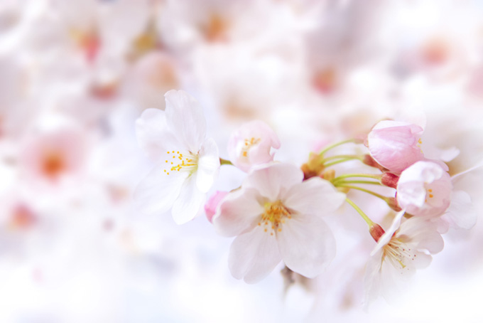 さくらの花とつぼみ（さくら 桜の背景フリー画像）