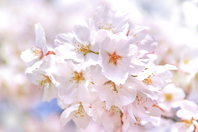 さくらの白い花（さくら 桜の背景フリー画像）