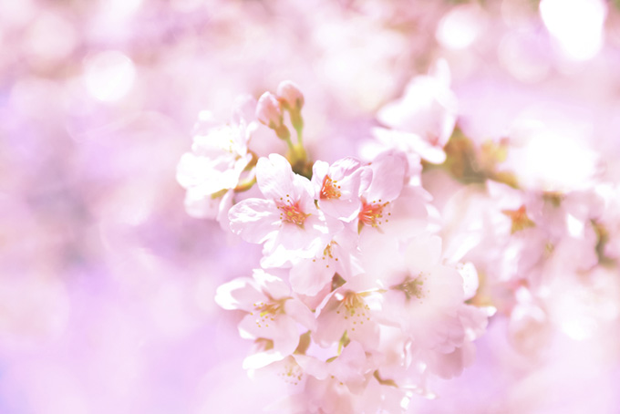 ピンクのさくらの花の背景（さくら 画像の背景フリー画像）