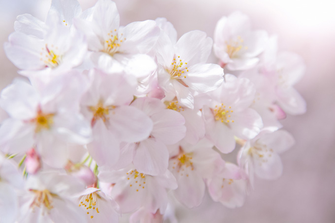 光に包まれる桜の花（桜 花びらの背景フリー画像）