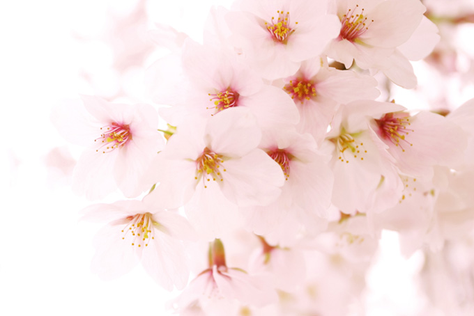白い桜の背景（桜 花びらの背景フリー画像）