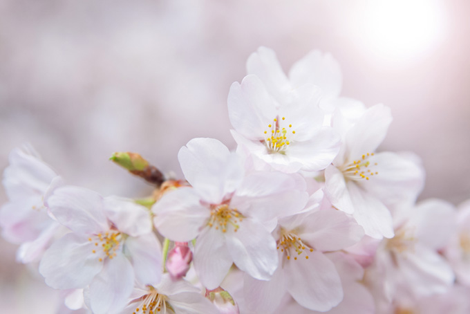 太陽の光と桜の花びら（サクラ 写真の背景フリー画像）