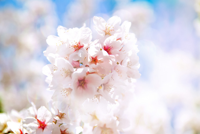 光に透ける桜の花（桜 おしゃれの背景フリー画像）