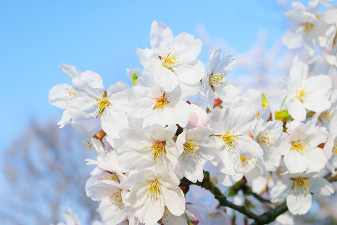 春の空と白いサクラの花（サクラ 写真の背景フリー画像）