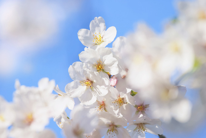 青空に咲く白い花（サクラ 写真の背景フリー画像）