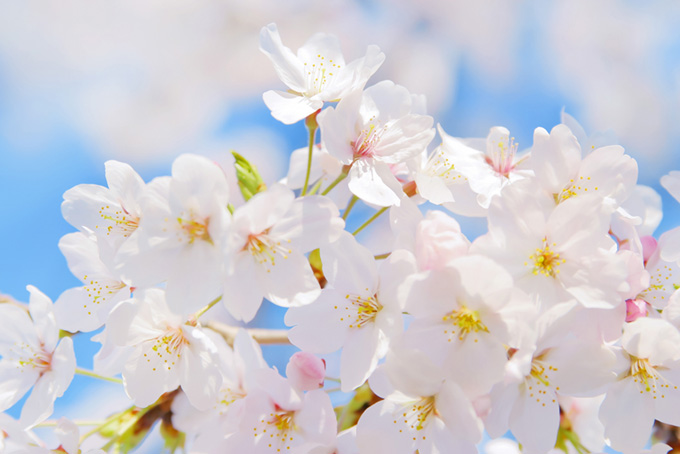 満開の白いサクラの花びら（さくらの背景フリー画像）