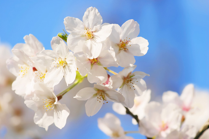 綺麗な桜と青空（桜 花びらの背景フリー画像）