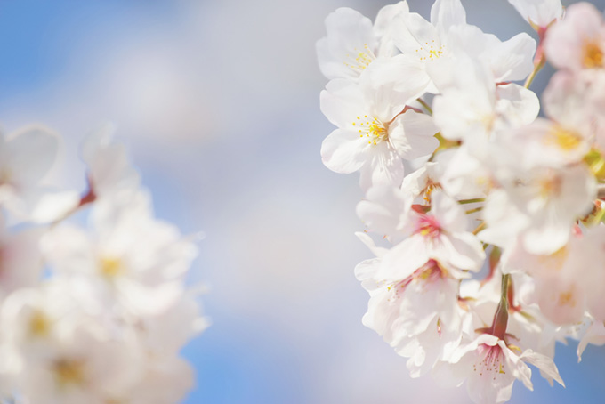 白いサクラの花（桜 花びらの背景フリー画像）