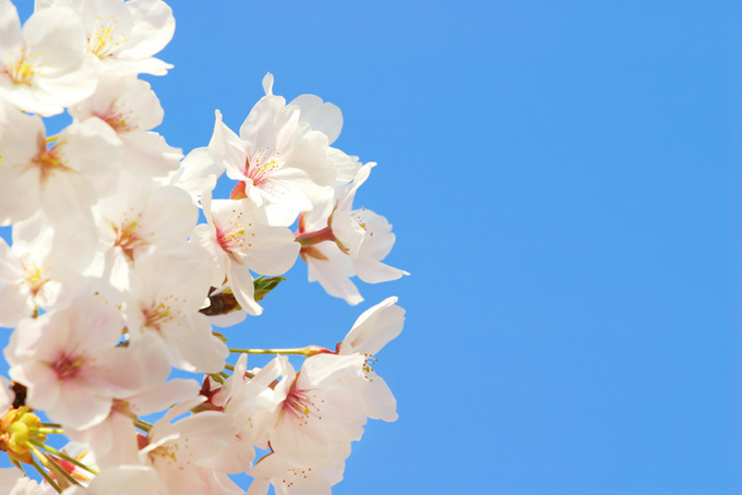 真っ白な桜の花と青い空（桜 花びらの背景フリー画像）
