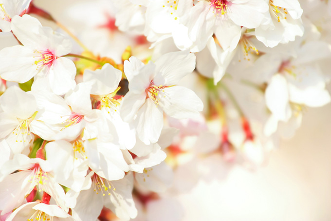 白い桜の花（桜 花びらの背景フリー画像）