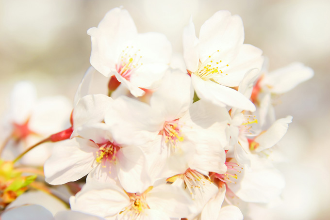 桜の白い花びらと光（桜 花びらの背景フリー画像）