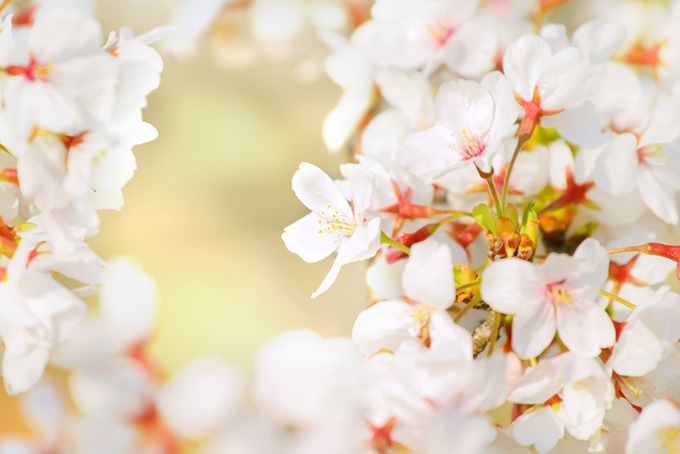 白い桜の花の背景（桜 かわいいの背景フリー画像）