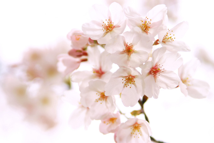透ける桜の花びら（桜 花びらの背景フリー画像）