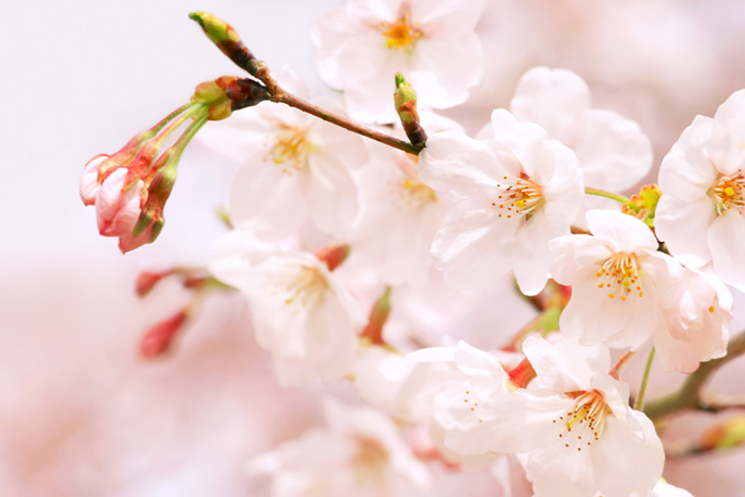 ソメイヨシノの花と蕾（桜 おしゃれの背景フリー画像）