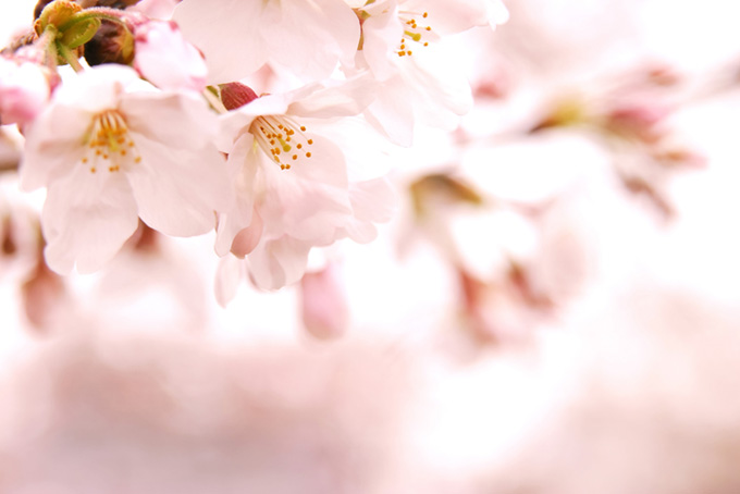 かわいい桜の背景（桜 おしゃれの背景フリー画像）