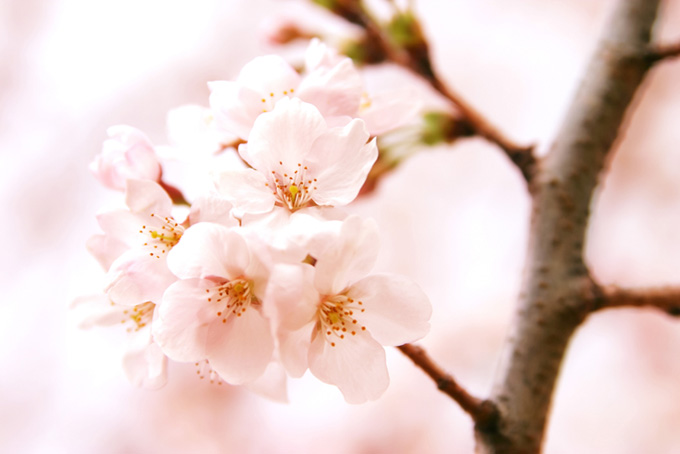 綺麗な白い花が咲く桜（桜 おしゃれの背景フリー画像）