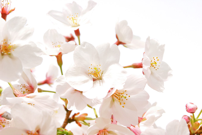 桜の花のアップと白背景（桜 白背景のフリー画像）