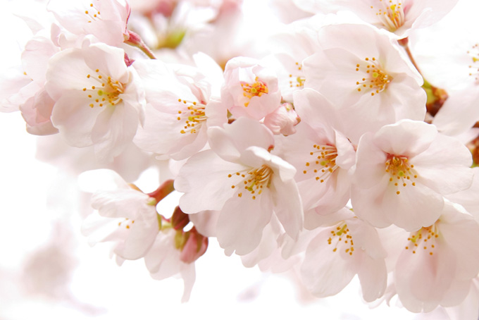 綺麗なさくらの花と白い光（桜 白背景のフリー画像）