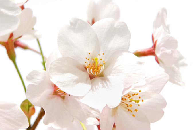 白いサクラの花びらと花弁（桜 白背景のフリー画像）