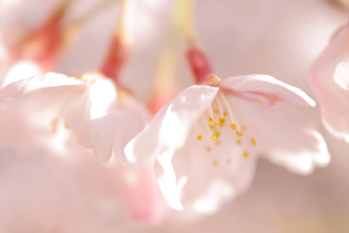 桜の花（桜 花びらの背景フリー画像）