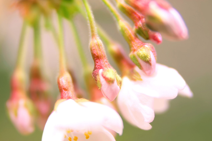 桜の花と蕾（桜 花びらの背景フリー画像）