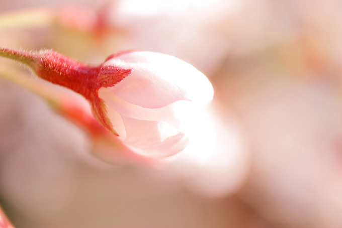 桜のつぼみ（桜 花びらの背景フリー画像）