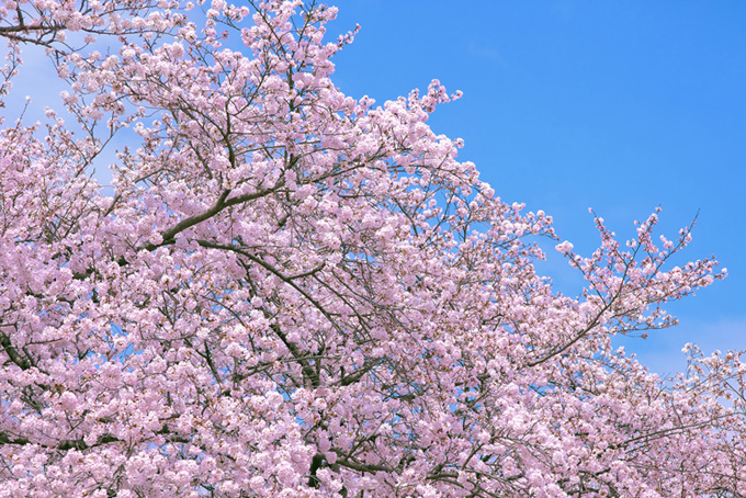 ピンクの花咲くさくら風景（桜 写真の背景フリー画像）