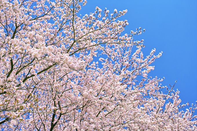 桜咲く日本の春（桜 写真の背景フリー画像）