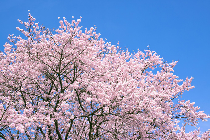綺麗な花咲く桜写真（桜 写真の背景フリー画像）