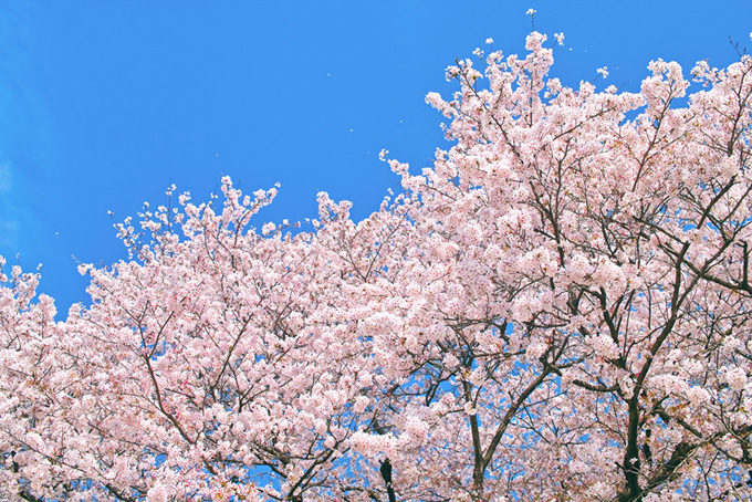 ピンクの桜と空（桜 春空の背景フリー画像）