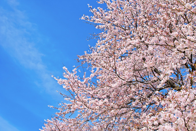 春の空とピンクの桜の木（桜 青空の背景フリー画像）