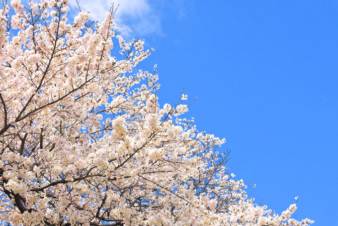 爽やかな白い桜の花と青い空（桜 青空の背景フリー画像）