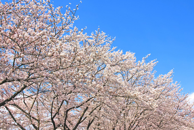 青空とソメイヨシノの桜並木（桜 青空の背景フリー画像）