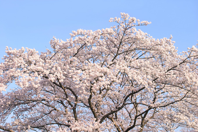 ピンクの桜と空（桜 壁紙の背景フリー画像）