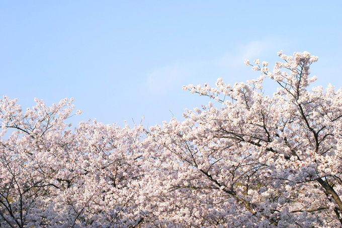 ピンクの桜と空（桜 壁紙の背景フリー画像）