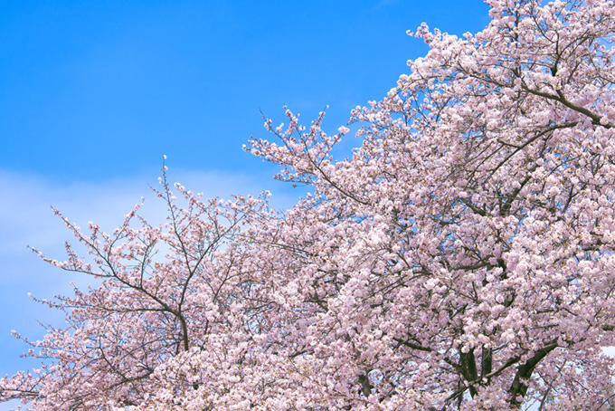 ピンクの桜と空（桜 ピンクの背景フリー画像）